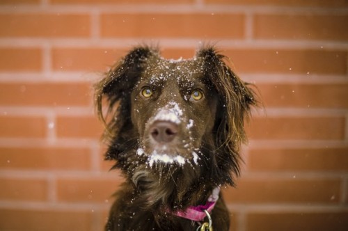 Comment bien protéger son chien en hiver ?