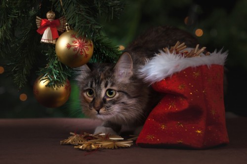 6 ideias para salvar sua árvore de Natal das garras do seu animal