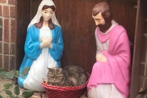 Opmerkelijk: Een kat nodigt zichzelf uit in een kerststal!