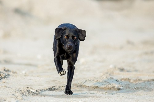 Apprendre le rappel à son chien avec la technique du sifflet