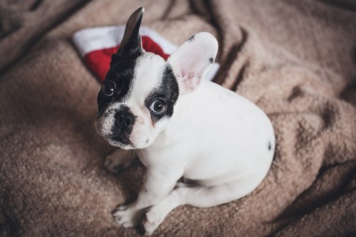 6 goede redenen om uw hond mee te nemen voor de eindejaarsfeesten