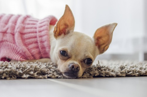 Quel vêtement pour un petit chien ?