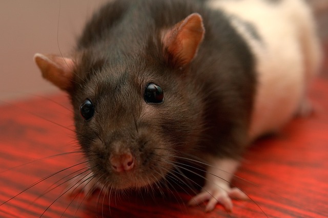 Comment savoir si mon rat est malade ?