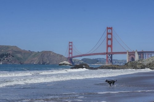 San Francisco, une ville sans fourrure à partir de 2019