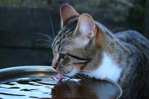 La fontaine à eau pour chat : quelle utilité ?