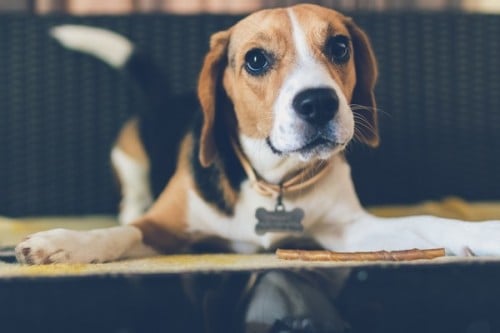 Ração em lata para cães: como fazer a melhor escolha?