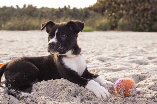 Été 2018 : Quelles plages sont accessibles pour mon chien ?