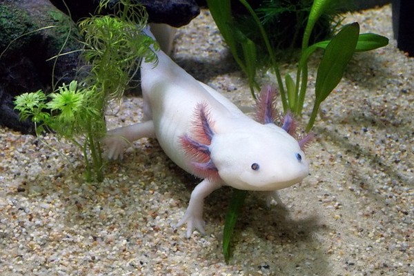 Je veux un axolotl !
