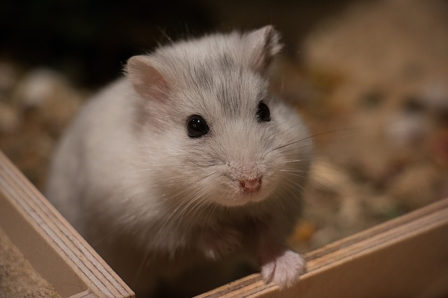 Quelles sont les maladies fréquentes chez le hamster ?