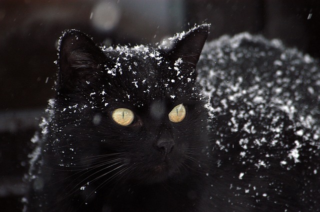 Meu gato pode sentir frio?