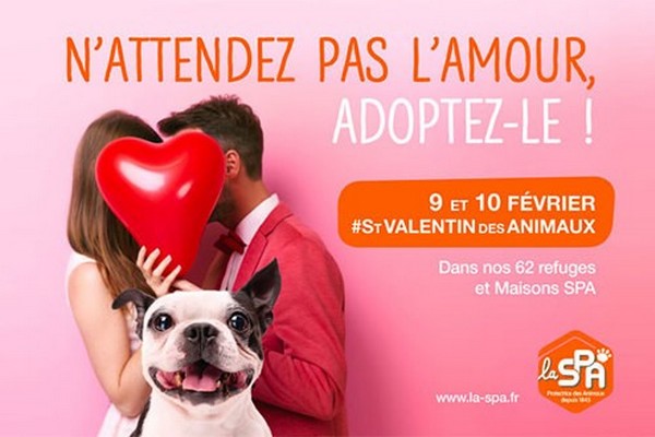 Saint-Valentin des animaux : les cœurs à prendre de la SPA