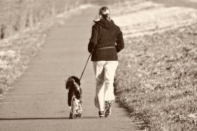 Canicross: 3 goede redenen om te lopen met je hond!