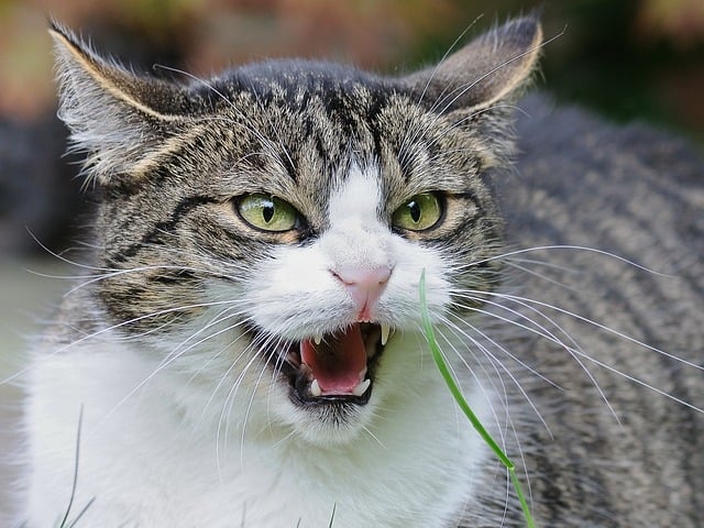 Mijn katten kunnen niet overweg!