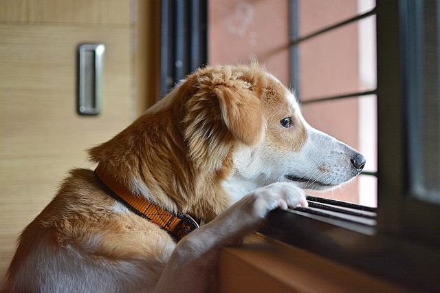 Ansiedad por separación: ¡mi perro no soporta estar solo!