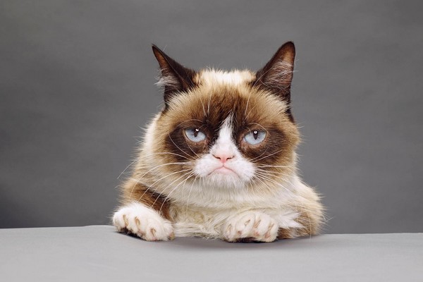 Grumpy Cat : le chat star d'internet est décédé