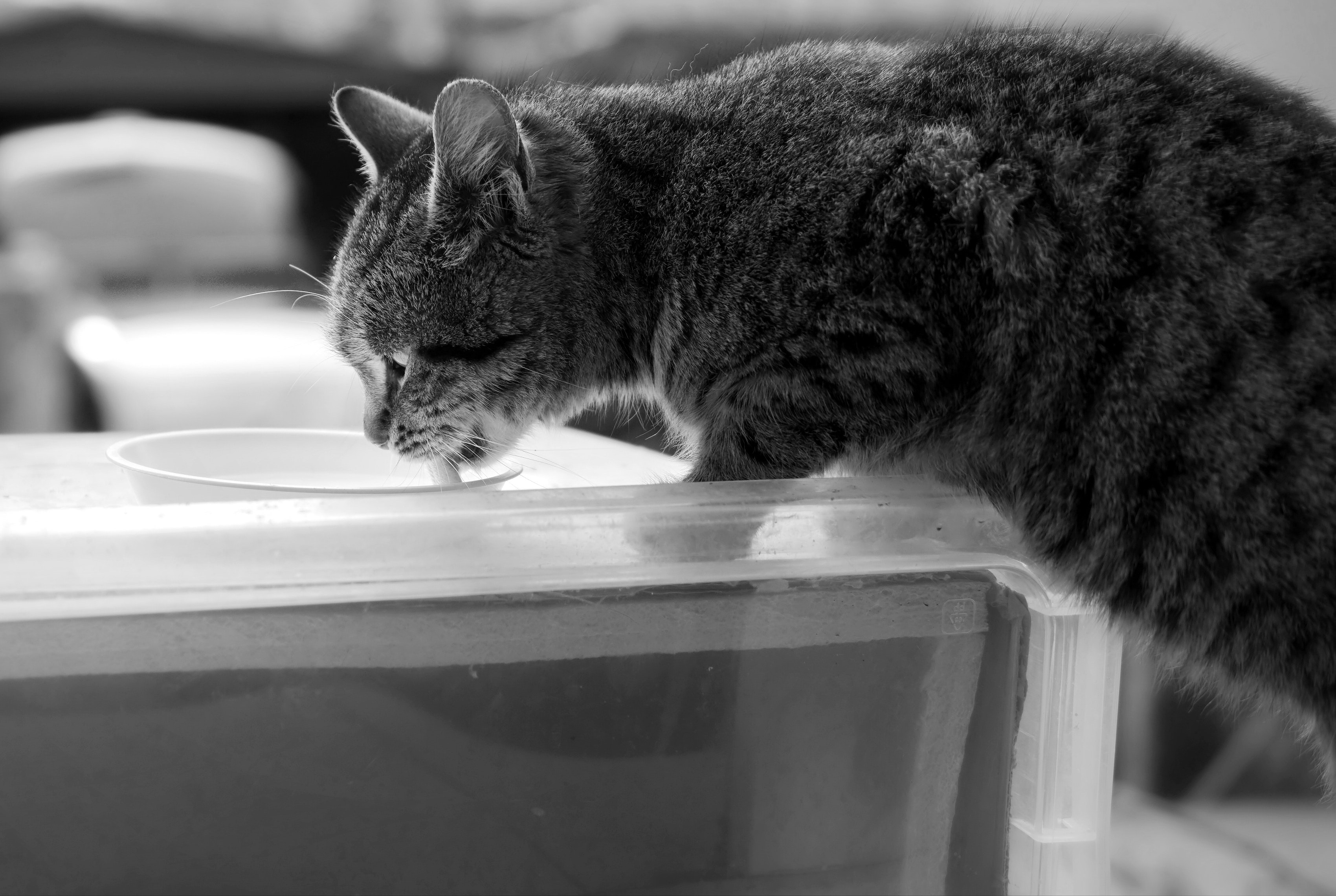 Fontaine à eau pour chat : 5 bonnes raisons de l'adopter
