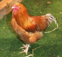 Est-ce que ma poule a la coccidiose ?
