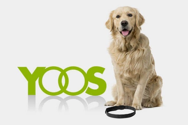 Yoos: de eerste halsband voor het gewrichtscomfort van de hond