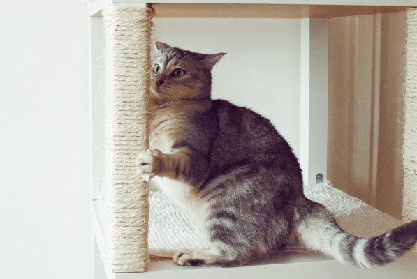 DIY Arbre à chat : 4 modèles pour vous inspirer !