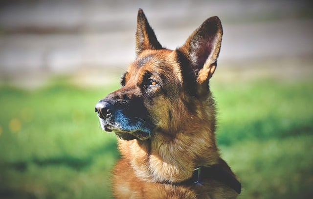 5 criterios para elegir un collar antiladridos