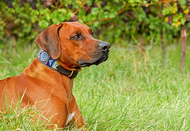 Halsband voor hond: 4 tips om de juiste te kiezen