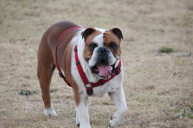 Collar para perro o arnés?