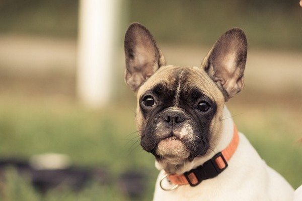 Halsband für Hunde: Nylon oder Leder?