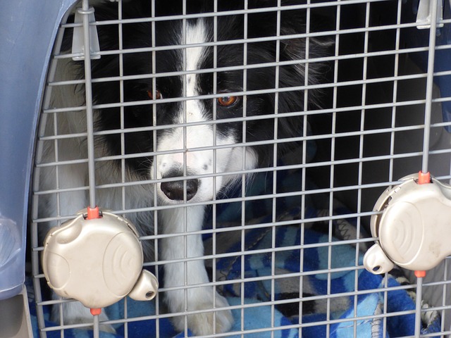 Air France : Certaines races de chiens désormais interdites de vol