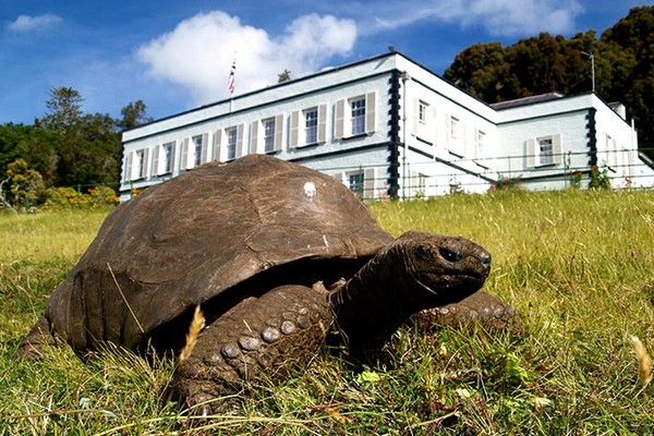 A 187 ans, la tortue Jonathan est le plus vieil animal vivant du monde !