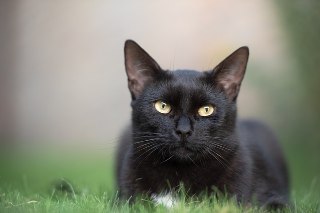 Journée mondiale : 6 bonnes raisons d'adopter un chat noir !