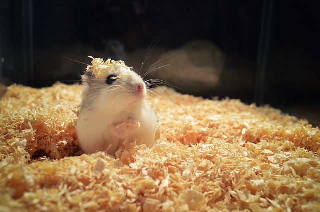 Quelle litière choisir pour mon hamster ?