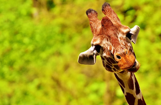 Journée mondiale des animaux : 6 faits étonnants à leur sujet !