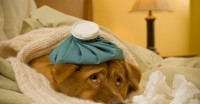 L’homéopathie en médecine vétérinaire : est ce que ça marche ?