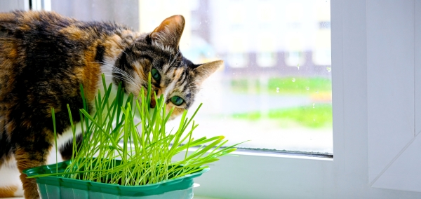Pourquoi mon chat mange-t-il de l'herbe ?