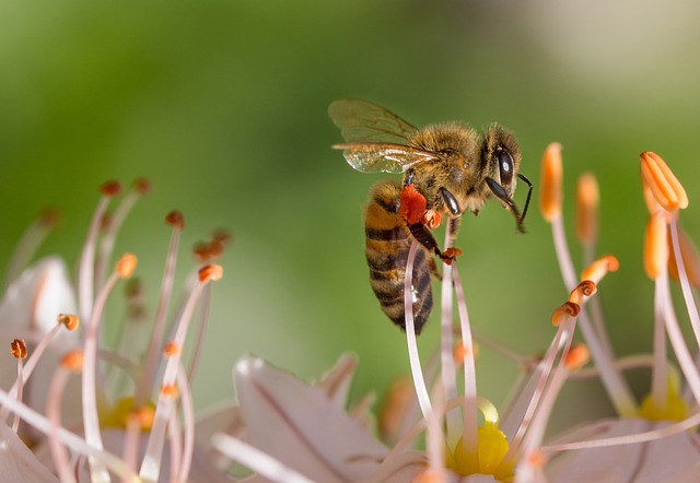 L'abeille : l'espèce la plus importante sur Terre selon l’ONG Earthwatch Institute