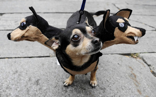 Halloween : Les déguisements pour chien les plus effrayants du web !