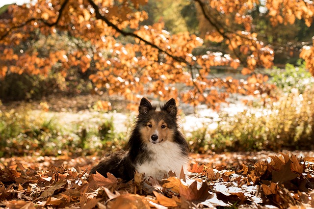 Balade en forêt avec mon chien : les 4 dangers de l'automne