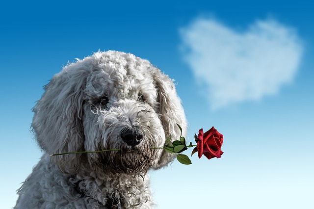 Journée mondiale des célibataires : Posséder un chien rendrait plus attirant !