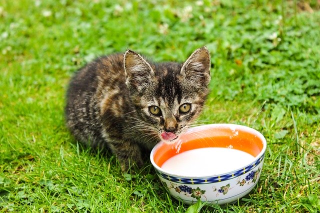 Mon chat peut-il boire du lait ?