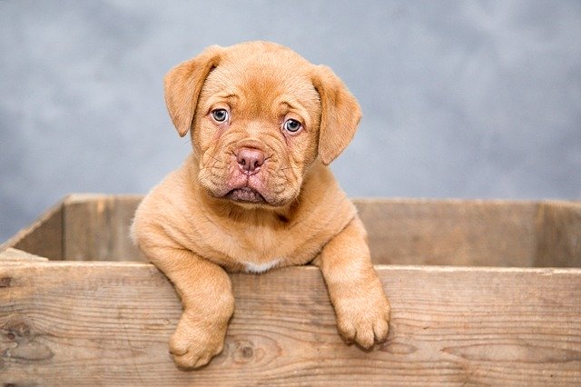 De melktanden van de hond: wanneer vallen ze uit en hoe kan je hem verlichten?