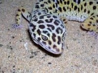La reproduction chez le Gecko