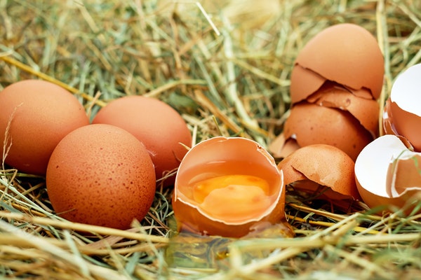 Pourquoi mes poules pondent des œufs mous ?