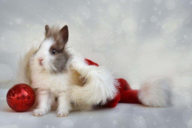 Offrir un lapin nain pour Noël : comment bien s'équiper ?