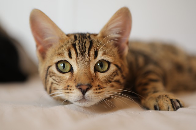 Een kattenboom aangepast aan de behoeften van mijn kat