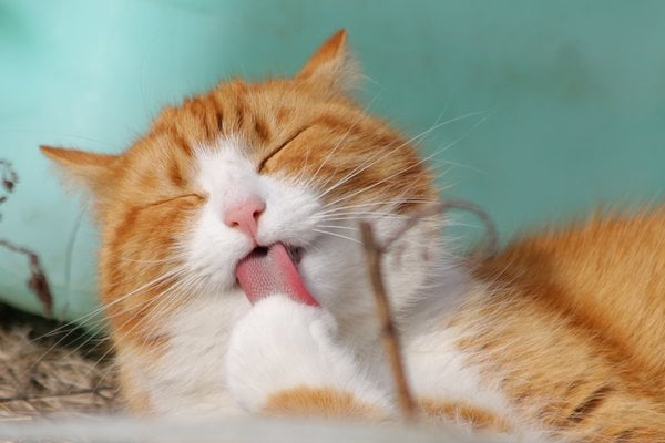 Litière pour chat sans odeur : comment choisir la meilleure ?