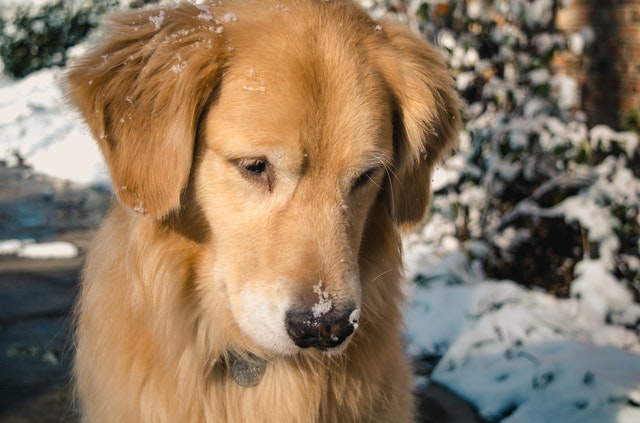 Niche pour chien en hiver : 5 conseils pour bien le protéger du froid