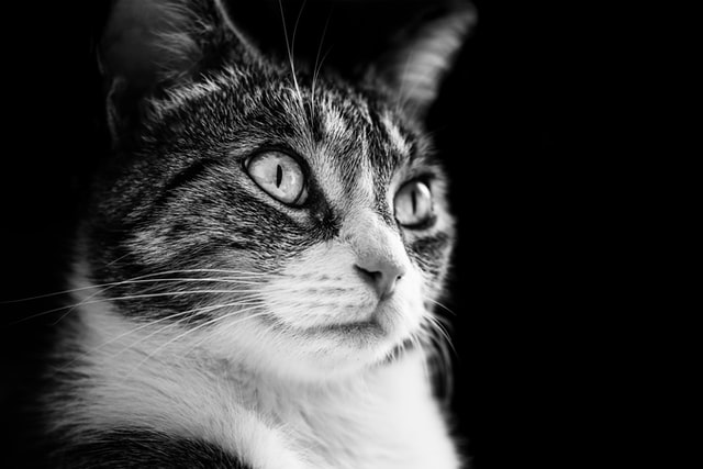 Hypertension chez le chat : causes, symptômes et traitement