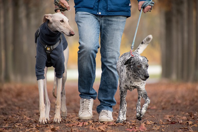 5 conseils pour la promenade du chien : team laisse ou harnais ?
