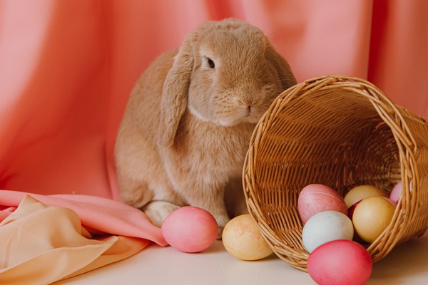 Pâques : l'origine de nos animaux de compagnie en chocolat
