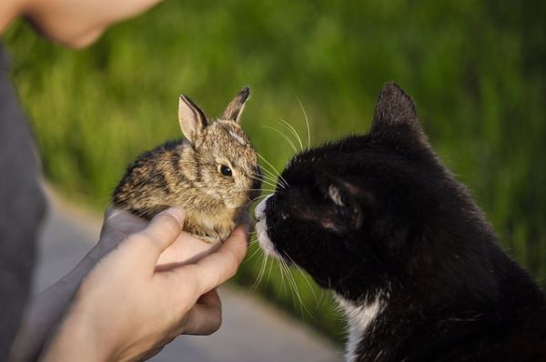 Quelle litière chat pour lapin non toxique ?